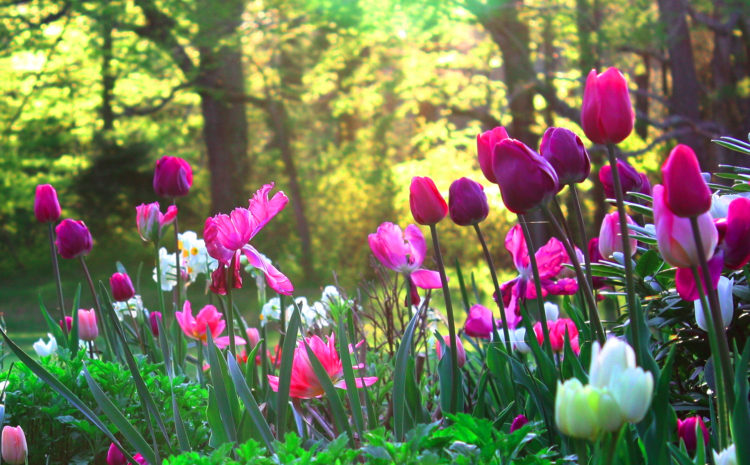 5 Worst Plants For People With Allergies_0